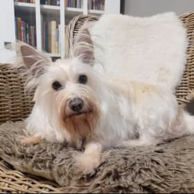 Timo