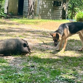 All my dogs are rescues