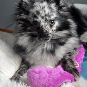 Shyla