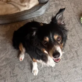 Beau