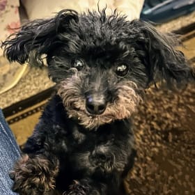 Toby