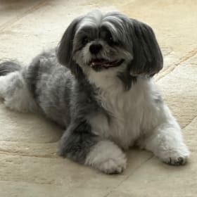 Domino