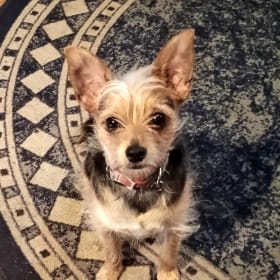 Poppy