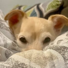 Gizmo