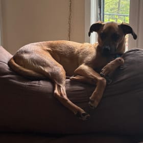 Buddy