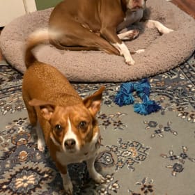 Hazard and Luna chihuahua