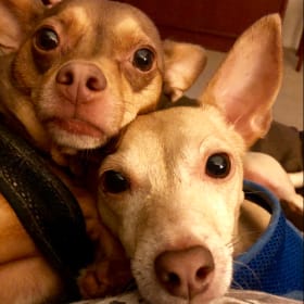 Buddy-Moose