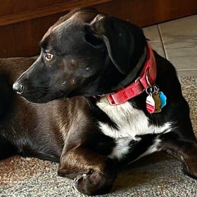 Pepper