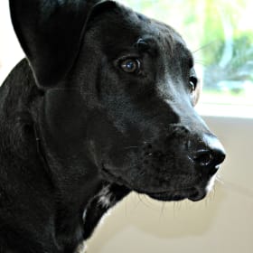 Maya