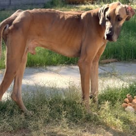 Dozer