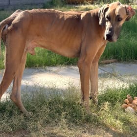 Dozer