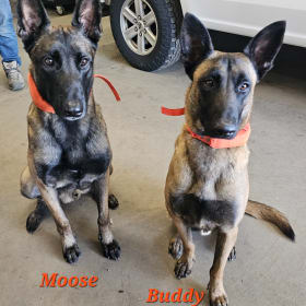 Moose and Buddy