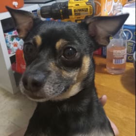 Chico