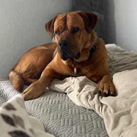 Duke