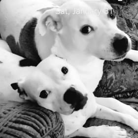 Sheba and Chloe
