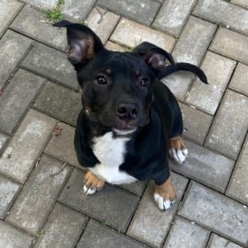 Cornelius