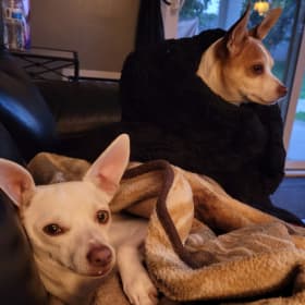 Kingston and Reign