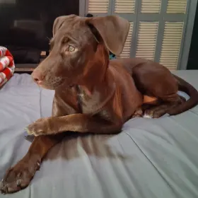 Mocha