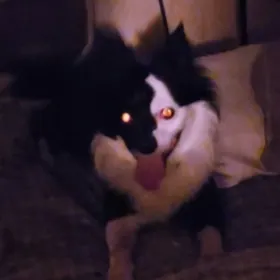 Domino