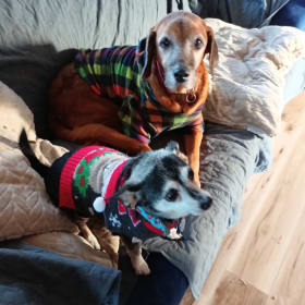 Yogi and Cooper