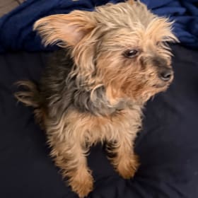 Biscuit