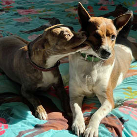 Chippie and Chica