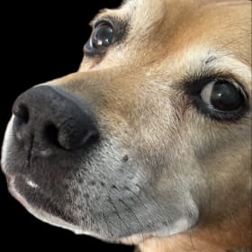 Sparky