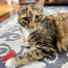 Agatha