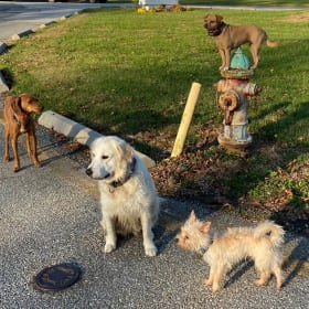 Ginger Cheddar MoonPie and Taco