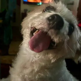 Alfie