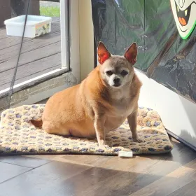 Bolo