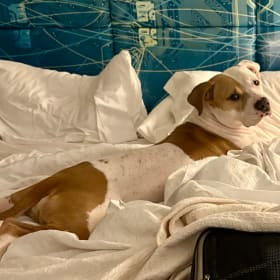 Kona