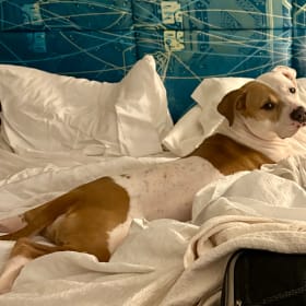 Kona