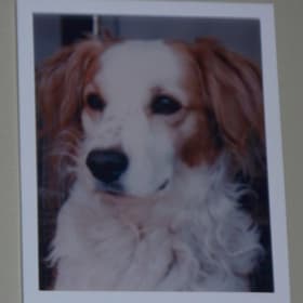 Buddy