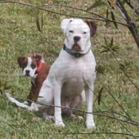 Kilo and Bailey