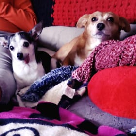 Bailey and  Sadie
