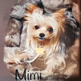 Mimi
