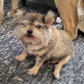 Toto
