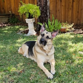 Maizie