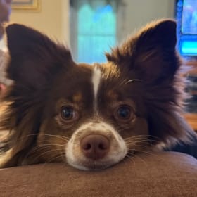 Phoebe