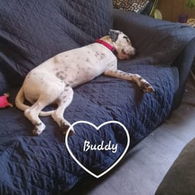 Buddy