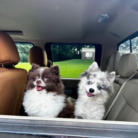 Ringo and Roxie