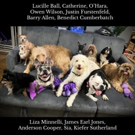 The Herd House Sanctuary Dogs