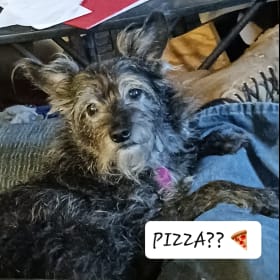 Pepper