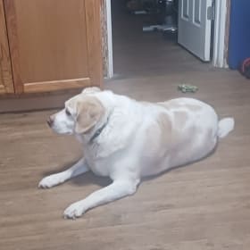Buddy