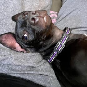 Max Laughing Bear