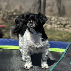 Archie