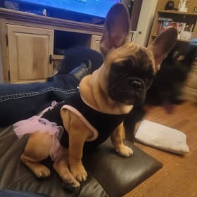 Gigi