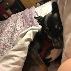 Dobby