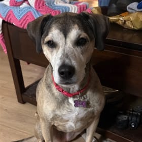Daisy